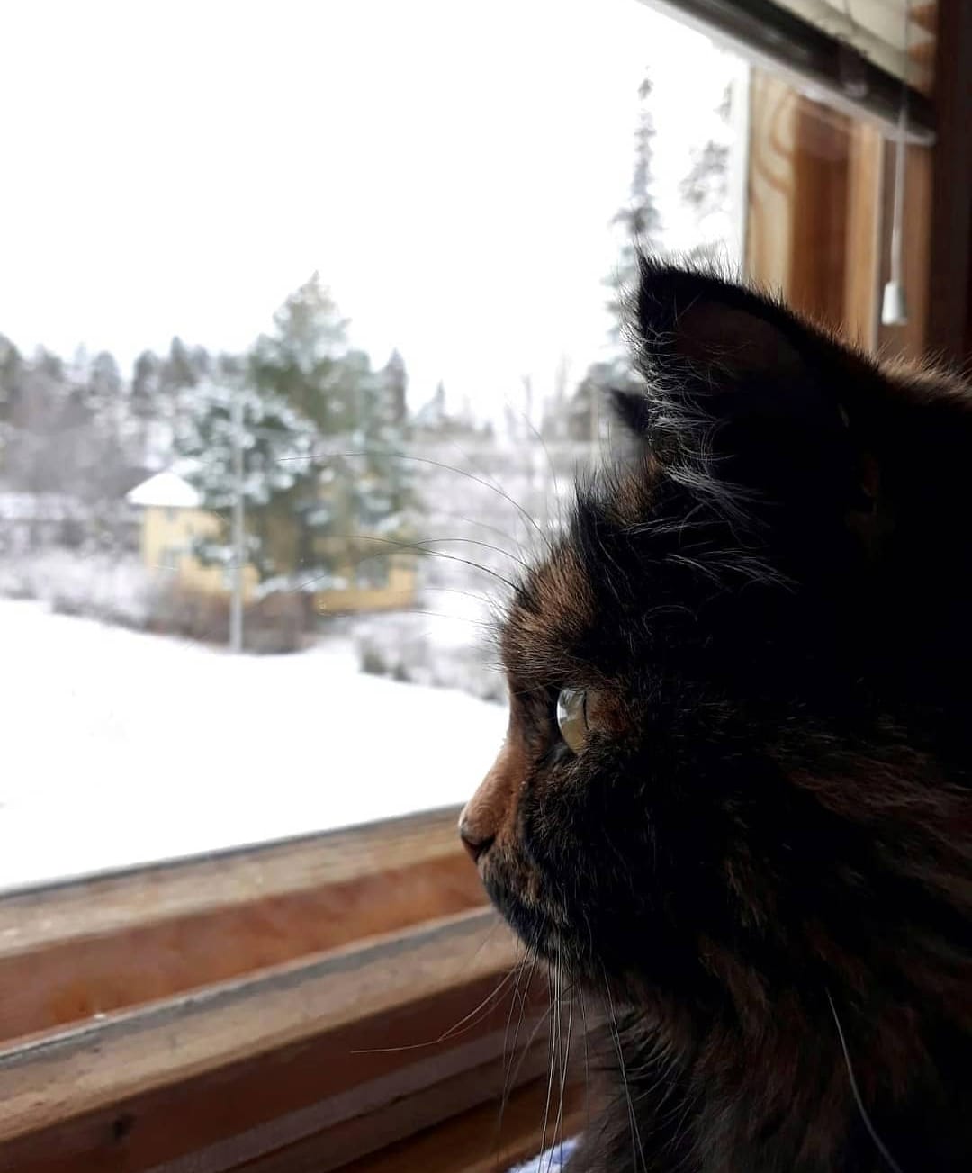 Kissat ansaitsevat kissanpäivänsä