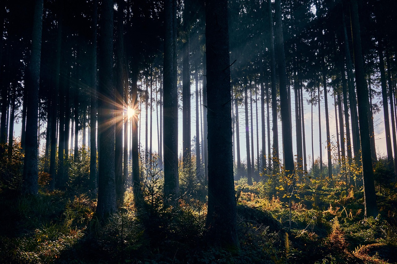 Metsäteollisuuden hiljainen murros  